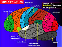 Les différentes parties du cortex ont des fonctions différentes