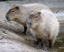  Kapibaras