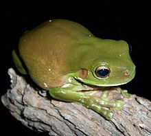 La rana arbórea marrón-verde es una de las muchas ranas arbóreas de Litoria.  