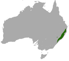 Gamma di rock-wallaby a coda di rondine.