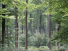 Faia centenária: Bruxelas, parte da Floresta Soniana