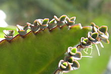 Sommige planten planten planten zich voort door aseksuele knopvorming; kleine complete planten groeien langs de rand van dit blad.