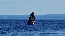 humpback whale at Tadoussac