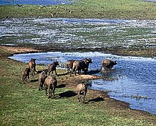 Búfalos de água nas zonas úmidas
