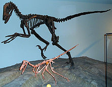 Buitreraptor (edessä) ja Deinonychus (takana) Field Museum of Natural History -museossa.  