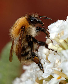 Close up of a bumblebee