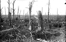 Champagne: shot forest in the Argonne