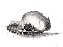 Le crâne dit "bunyip" exposé au Musée australien dans les années 1840.