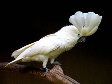 White-crested Cockatoo