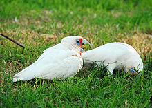 Corella ferale a becco lungo a Perth. L'uccello sulla destra sta usando il suo lungo becco per scavare in cerca di cibo nell'erba corta.