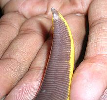 Lo sfiato è una caratteristica tassonomica importante per l'identificazione di Ichthyophis
