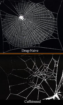 Kofeiini on ongelma hämähäkeille. Yllä olevassa kuvassa on hämähäkinseitti, jonka on kutonut tavallinen hämähäkki. Alla olevassa kuvassa on kofeiinia kokeessa saaneen hämähäkin verkko.  