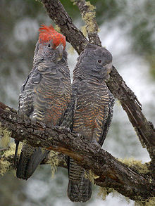 Una coppia di Gang-gang Cockatoos in NSW, Australia (maschio con piume rosse in testa).