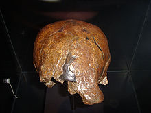 Skullcap "Sangiran II", original. Koenigswald Collection in the Senckenberg Nature Museum. Note the over-eye bulge above the left eye.