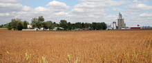 Soybean field in Clinton County (Indiana), ready for harvesting