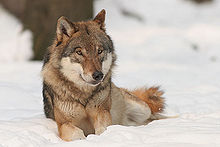 The fur in the area of the muzzle is often whitish with wolves, over the eyes they often carry bright spots; the upright ears are short and densely hairy
