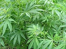 Cannabis Sativa , of Marihuana, een gewas dat zowel een drug als een geneesmiddel is.  