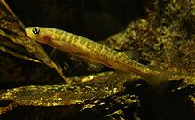 Galaxias vulgaris , a freshwater fish endemic to New Zealand.