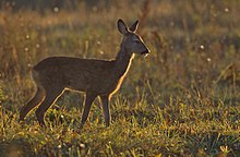 roe deer (Capreolus capreolus), the most common deer species in Central Europe