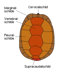 Generalized arrangement scheme of the horny shields (scuta) on the carapace