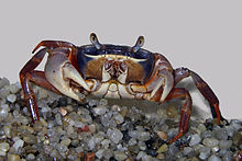Harlequin crab (Cardisoma armatum)