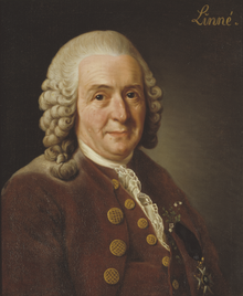 Linné's portrait a few years before his death was painted by Alexander Roslin (1775).