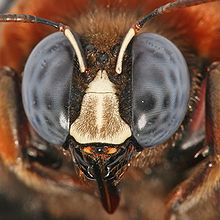 Niveljalkaisilla, kuten tällä puusepänmehiläisellä, on yhdistelmäsilmät.
