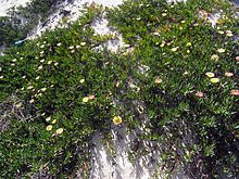 Edible marigold, an invasive neophyte of Malta (here in Tunisia)
