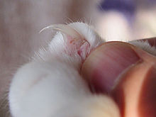 La griffe rétractable d'un chat domestique (en haut au centre), qui ressemble à une aiguille courbée ou à une pointe de crochet