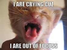 Běžný lolcat. Věta "I are crying cuz I are out of focuss" je typickým příkladem vtipného jazyka.