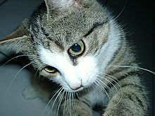 Domestic cat with vibrissae on the muzzle and over the eyes
