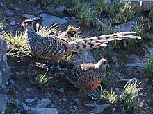 Vrolijk fazantenpaar uit Himalaya, India