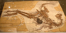 Molde de un fósil de Caudipteryx con impresiones de plumas y contenido estomacal