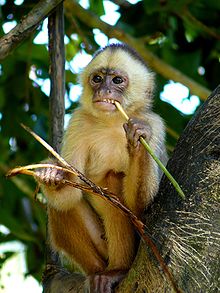 Capuchino de frente blanca (Cebus albifrons)  