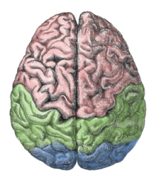 Het menselijk brein is verdeeld in twee hersenhelften, links en rechts. Wetenschappers onderzoeken hoe sommige functies de neiging hebben te worden gedomineerd door de ene of de andere kant (hoe ze "lateraal" zijn).  