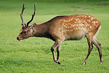 Sika deer (Cervus nippon) as inhabitants of more open landscapes