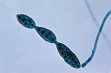 Aseksuele voortplanting in Ascomycota is door de vorming van conidia, een soort van spore. Hier is een keten van vier conidia's van Alternaria
