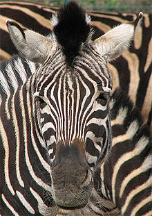 Das gewagte Muster des Zebras könnte die Löwenjagd vorübergehend verwirren: eine Blendverteidigung