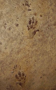 Empreintes de pas dans un grès du Trias, appelé Chirotherium