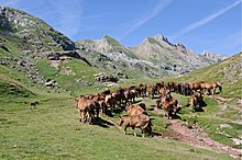 Herd of horses on a summer pasture in the Pyrenees, near Ibón de Estanés