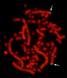 Metaphase chromosomes of the chicken. Typically, birds have microchromosomes that are much smaller than macrochromosomes. Here, fluorescence in situ hybridization was performed to detect a gene locus (β-defensin gene cluster) on the q arm of chromosome 3 (green, arrows). The DNA was stained with the nucleic acid dye propidium iodide (red).