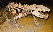 Chiniquodon ，一个上三叠世犬牙交错的动物，接近哺乳动物的祖先。图宾根古生物博物馆，图宾根