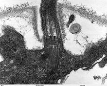 Longitudinal section through the base of a flagellum of Chlamydomonas rheinhardtii, transmission electron microscopy