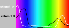 Máximos de absorção de clorofilas contra o espectro da luz branca. [fonte? ]