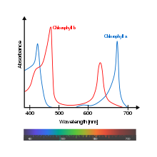 Widma absorbancji wolnego chlorofilu a (zielony ) i b (czerwony ) w rozpuszczalniku. Widma cząsteczek chlorofilu są nieznacznie modyfikowane in vivo w zależności od specyficznych interakcji pigment-białko.