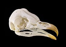 Lebka sovy dlhochvostej, na ktorej je vidieť zobák hlodavca