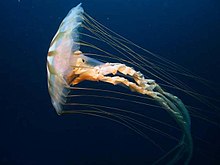 De medusa-vorm van een kwal