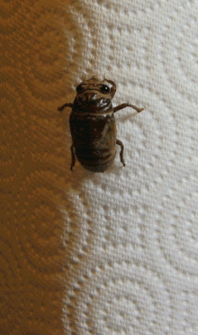 Cicade vervelling  