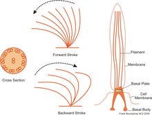 The powerful stroke forward is followed by a slower curved backward motion of the cilia