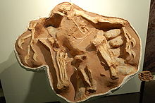 Een nestelend exemplaar van Citipati osmolskae, in het AMNH.